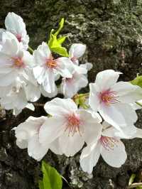 東京　東京観光　桜の名所　北の丸公園に行ってきたぞ！