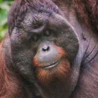 3 Reasons Why Must Explore the Kinabatangan River 
