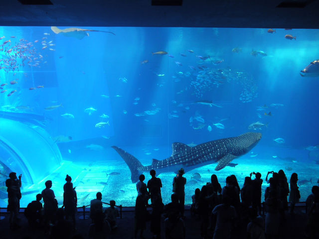 🇯🇵 沖繩的最人氣景點 美麗海水族館