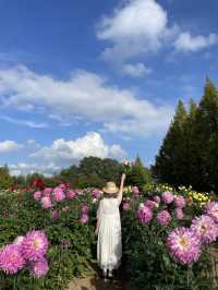 広島観光☺️🌼世羅高原農場🌸☺️四季折々の花々を楽しもう💐