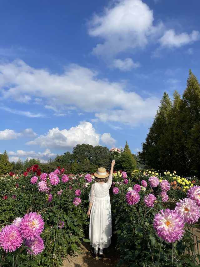 広島観光☺️🌼世羅高原農場🌸☺️四季折々の花々を楽しもう💐