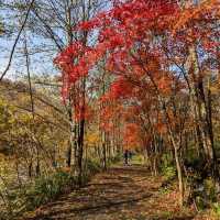 奧入瀨溪流的賞楓秘境：蔦川砂防公園