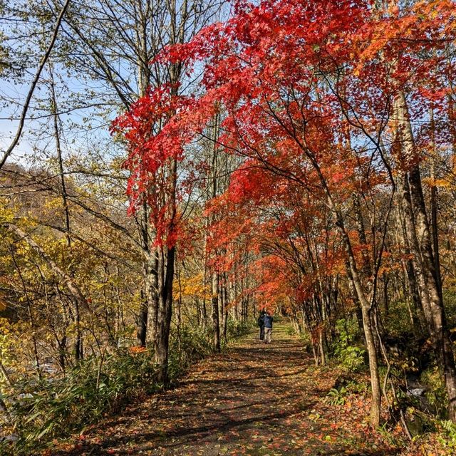 奧入瀨溪流的賞楓秘境：蔦川砂防公園