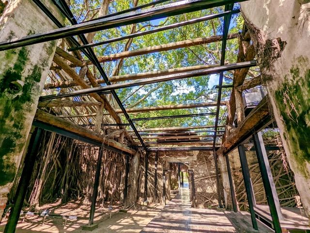 來安平樹屋納涼，欣賞榕樹與老宅共生的奇景