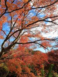 📍 【栃木】紅葉が素晴らしいお寺
