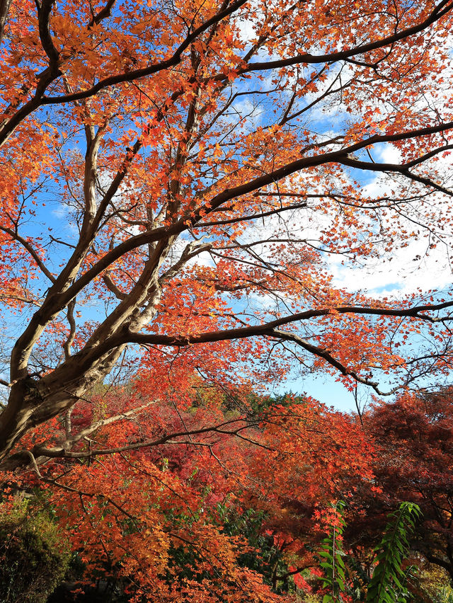 📍 【栃木】紅葉が素晴らしいお寺