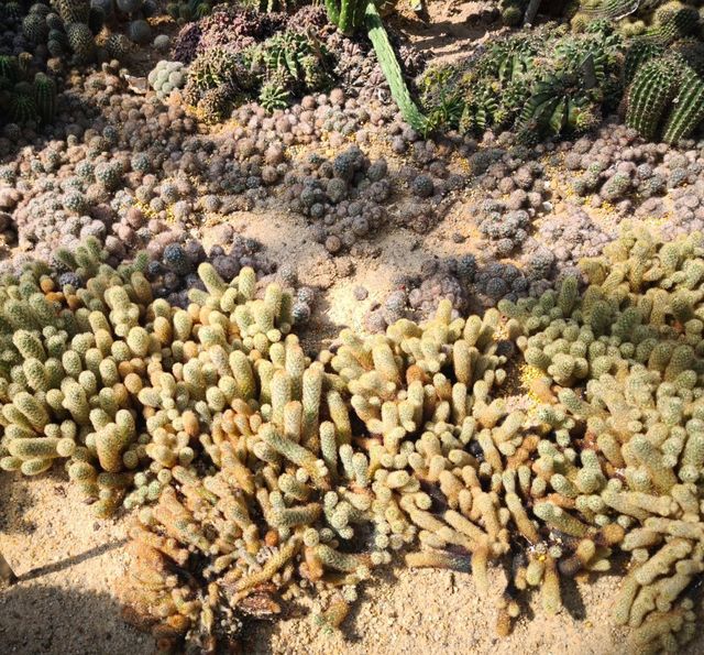 深圳仙湖植物公園