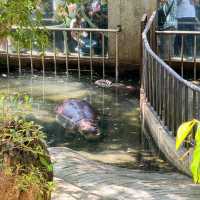 รีวิวการไปเที่ยวน้องหมูเด้ง ฉบับคนไม่มีรถ