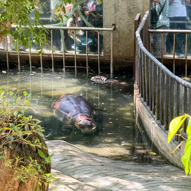 รีวิวการไปเที่ยวน้องหมูเด้ง ฉบับคนไม่มีรถ