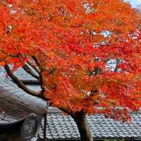 Arashiyama ⛰️🎍🍁