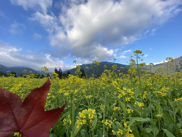 臺中｜黃綠交織的油菜花田