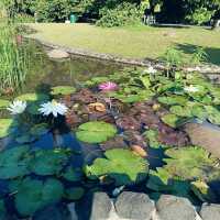 New Year's Day at the Botanical gardens