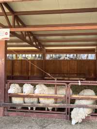 600만평 대관령 삼양목장 🐑