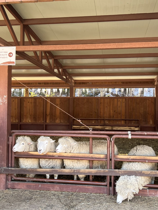 600만평 대관령 삼양목장 🐑