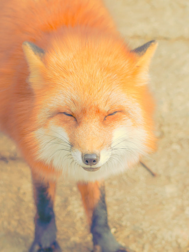 快來狐狸村擁抱可愛炸彈！🦊💕藏王奇幻之旅～
