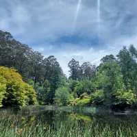 Dandenong Ranges National Park
