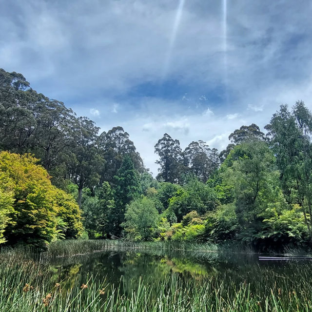 Dandenong Ranges National Park