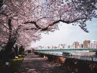 春の隅田川🌸桜並木と東京の風景を楽しむひととき