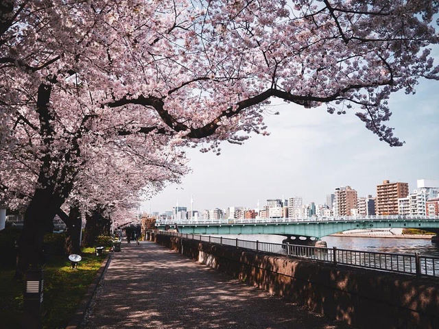 春の隅田川🌸桜並木と東京の風景を楽しむひととき