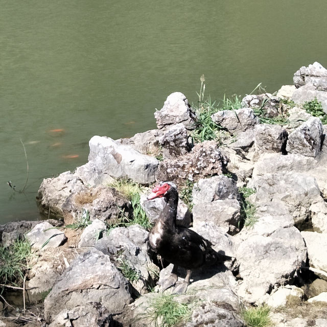 Tranquility Among the Willows: A Day at Black Dragon Lake