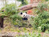 Chengdu Research Base of Giant Panda