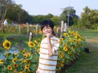 ทุ่งทานตะวัน สวนรถไฟ 🌻