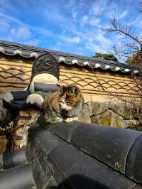 韓國大邱_秋意必訪 桐華寺Donghwasa Temple