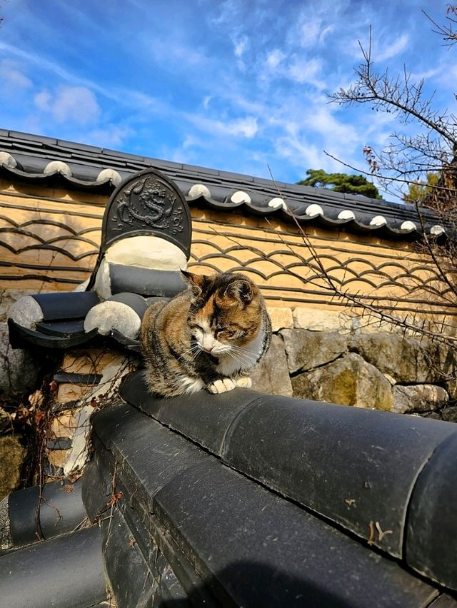 韓國大邱_秋意必訪 桐華寺Donghwasa Temple