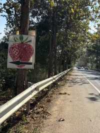 A Sweet Surprise: The Adorable Strawberry farm & Shop Near Nam Tok 