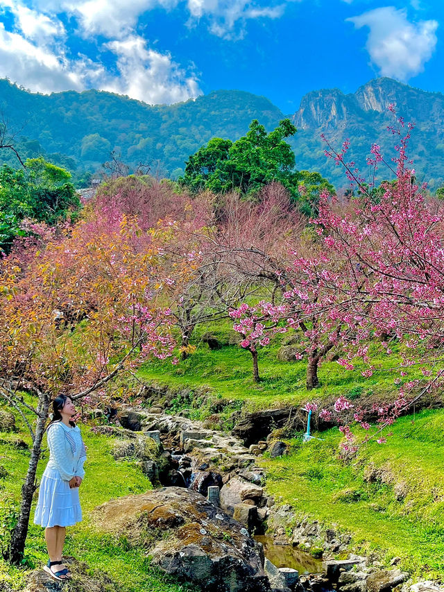 Cherry blossom at Sakura bridge🌸