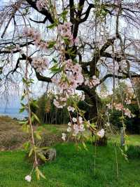 【桜に包囲される別世界 】
