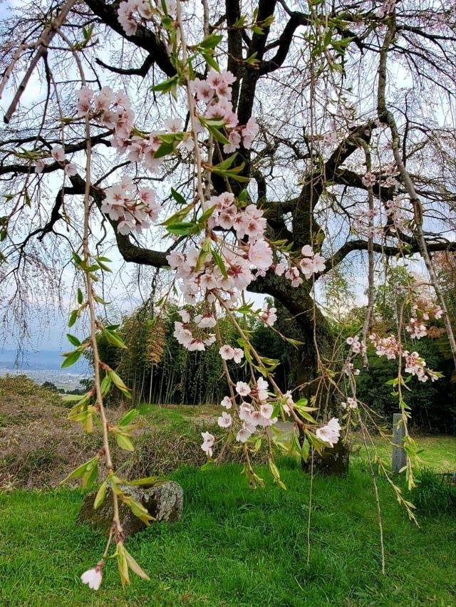 【桜に包囲される別世界 】