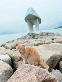 高松｜來去跳島跟貓玩 女木、男木島線路