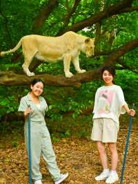【モーリシャス】気分はムツゴロウ！ライオンとお散歩🦁