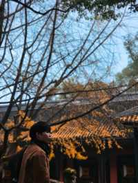 ✨Easy Day trip in Chengdu 