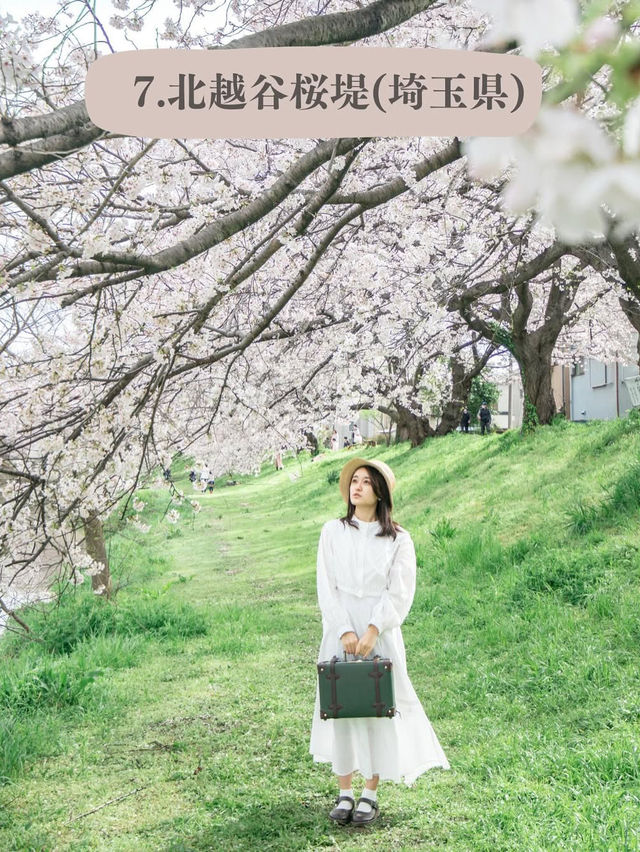全国のソメイヨシノオススメスポット🌸