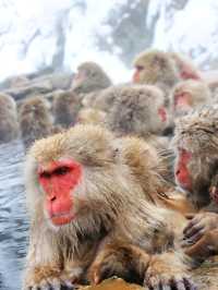 日本長野縣。地獄谷雪猴公園🦧Snow Monkey Park獼猴野生生態奇觀
