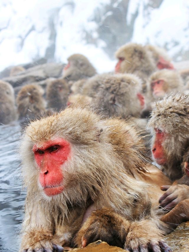 日本長野縣。地獄谷雪猴公園🦧Snow Monkey Park獼猴野生生態奇觀