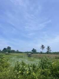 Driving Through the Countryside of Reo: A Journey Through Endless Rice Fields 🌾🚗 