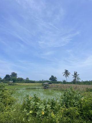 Driving Through the Countryside of Reo: A Journey Through Endless Rice Fields 🌾🚗 