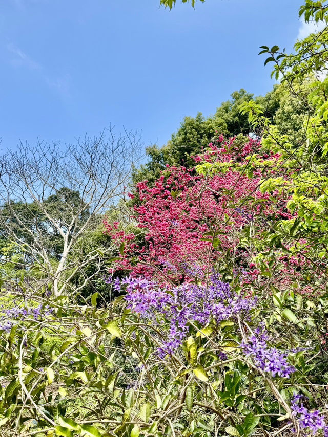 新社沐心泉：時時有花賞