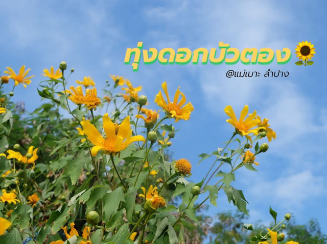 พาเที่ยวรับลมหนาวที่ ทุ่งดอกบัวตอง🌻 ลำปาง