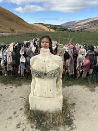 紐西蘭🇳🇿南島 #卡德羅納胸罩圍欄 超熱門公路打卡點！