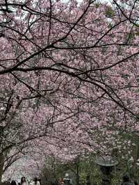 內湖 碧山巖 清風亭 櫻花隧道