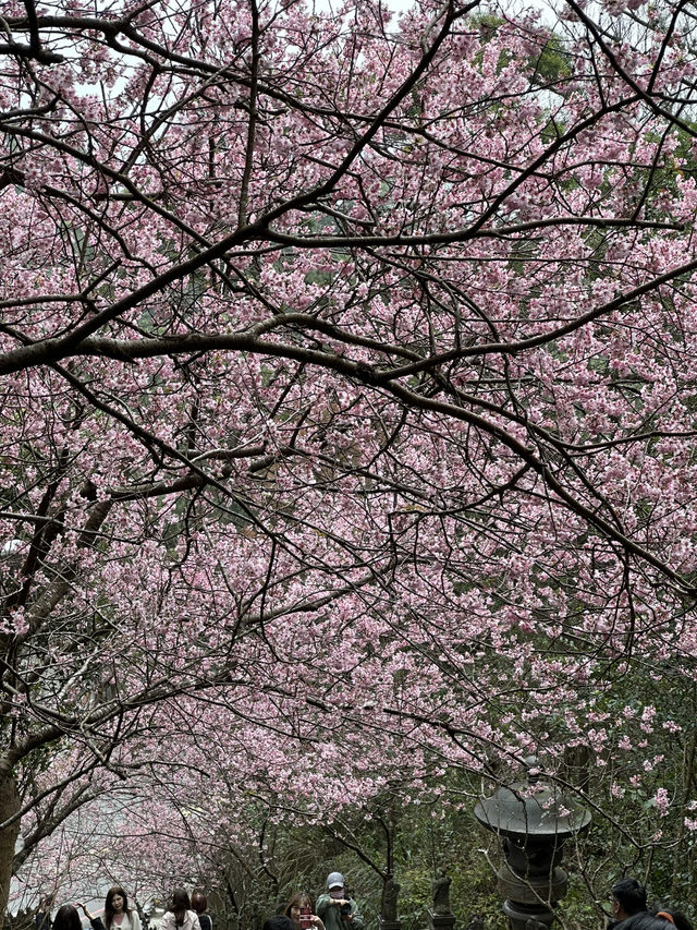 內湖 碧山巖 清風亭 櫻花隧道