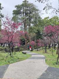 中壢莒光公園｜市區賞櫻花🌸的好地點｜寵物友善景點