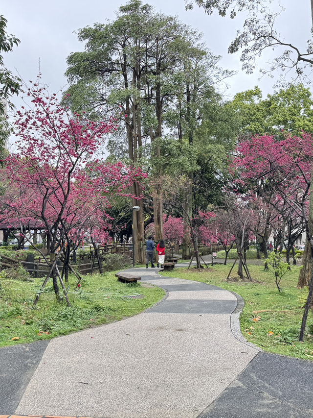 中壢莒光公園｜市區賞櫻花🌸的好地點｜寵物友善景點