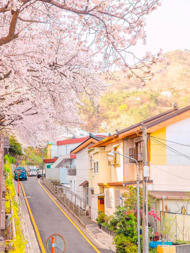 일본 감성 가득한 부산 벚꽃 명소 개금벚꽃길💖