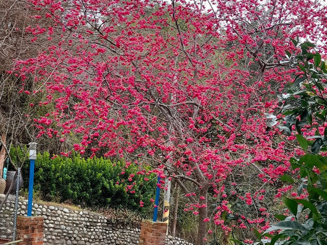 橘祥合院《古典三合院 櫻花盛開滿山紅》