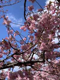 錦系公園的河津櫻：驚艷的早春絕景 🌸